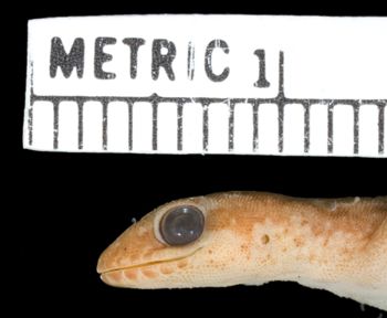 Media type: image;   Herpetology R-33469